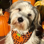 Kate Ammerman’s Tibetan Terrier puppy is ready for his first Halloween!