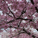 Cherry Blossom Trees in Full Bloom ‑ Monique dela Cruz